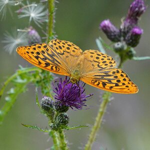 silver-washed-fritillary-3.jpg