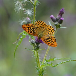 silver-washed-fritillary-2.jpg