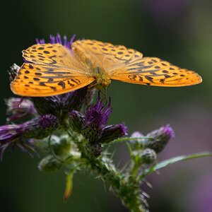 silver-washed-fritillary-1.jpg