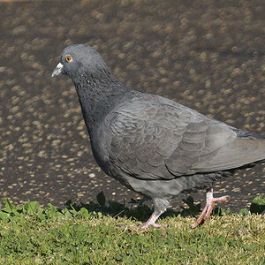RVE09731.JPG
