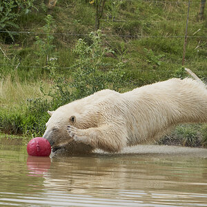 polar