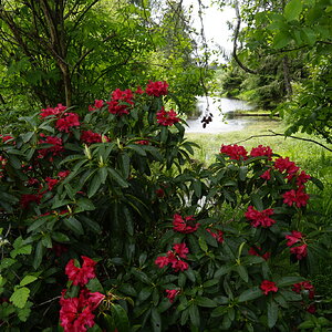 Sringtown Road Rhodies II.jpg