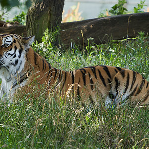 tiger in long grass a7iii 200-600.jpg
