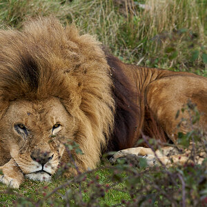 lion at rest 71.jpg