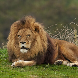 lion laying around 2.jpg
