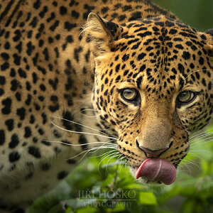 Javan leopard