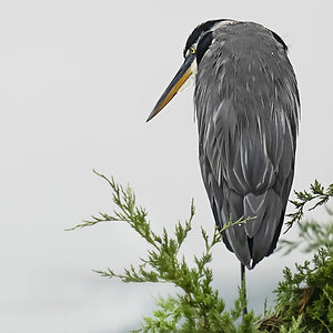 DSC07842 Blue heron in the Rain EBF Aug 23 2021 LL.jpg