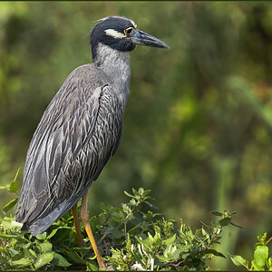 DSC07926 Yellow crowned night heron  M.jpg Aug 23 2021.