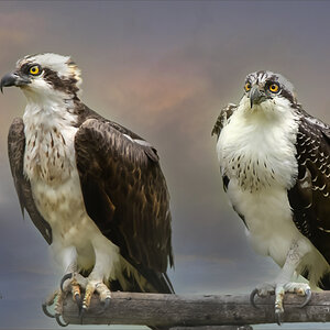 Ospreys Adult with juvenial  M.jpg