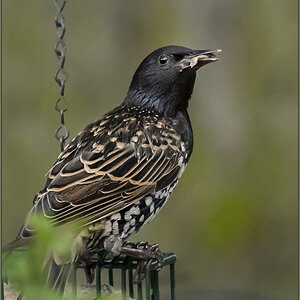 DSC07253 Starling July 2021 V M.jpg