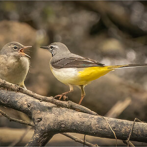 Wagtails Feeding