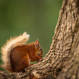 Juvenile Red Squirrel