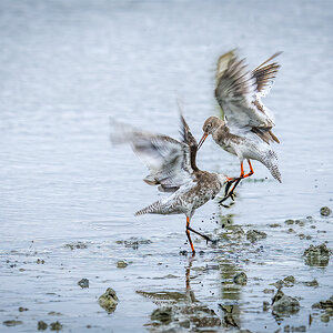 Red Shanks squabble