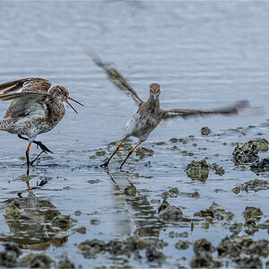 Taking flight