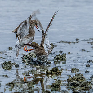 Red Shanks argument