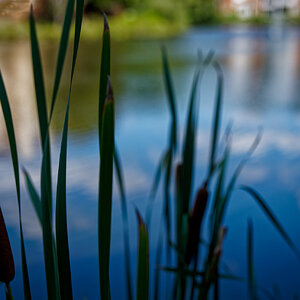 Reeds at the Water's Edge.jpeg