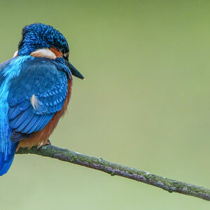 Kingfisher Alcedo atthis.jpg