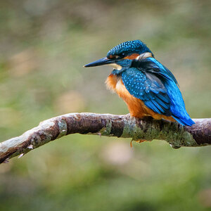 Kingfisher Alcedo atthis-2.jpg