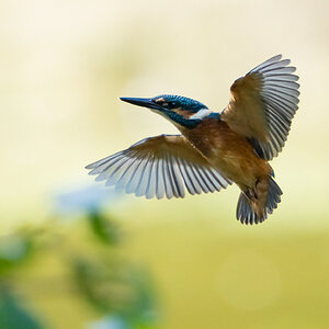 Kingfisher Alcedo atthis-4.jpg