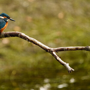 Kingfisher Alcedo atthis-5.jpg