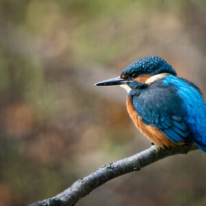 Kingfisher Alcedo atthis-6.jpg