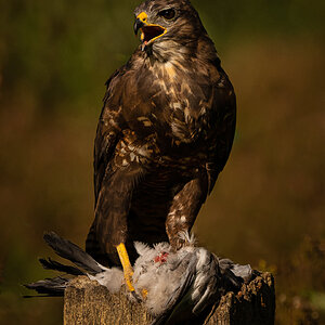 Buzzard_-2.jpg