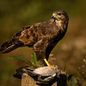 Buzzard_-3.jpg