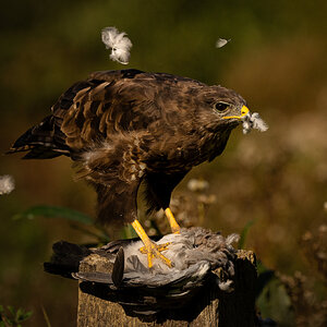 Buzzard_-4.jpg