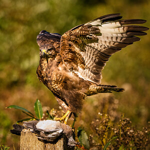 Buzzard Buteo Buteo_-3.jpg