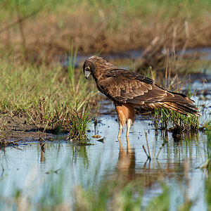 Swamp Harrier fight looking for lost chick (1) 1100.jpg