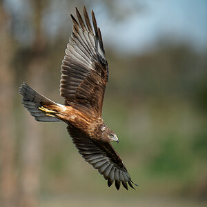 Swamp Harrier fight looking for lost chick (3) 1100.jpg