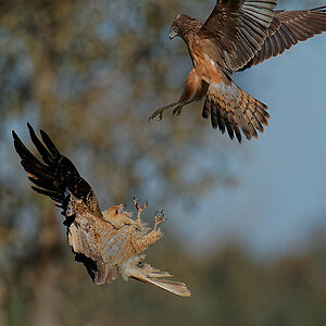 Whistling Kite and Swamp Harrier fight (3) 11009 11009.jpg