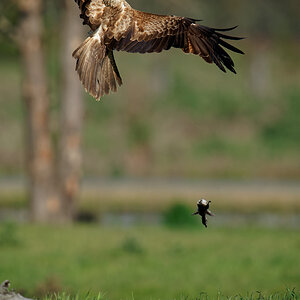 Whistling Kite and Swamp Harrier fight (2) 11009.jpg