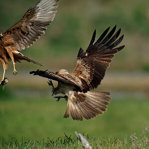 Whistling Kite and Swamp Harrier fight (1) 11009.jpg