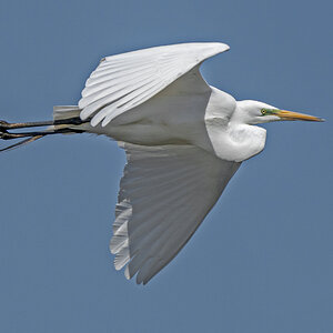Great Egret Flying18.jpg