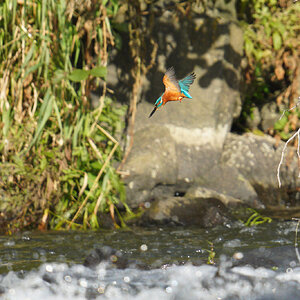 kingfisher-ludlow.jpg