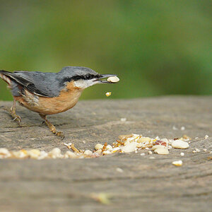 A Little Nuthatch