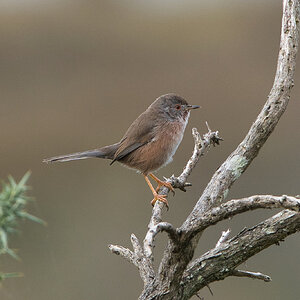 Dartford Warbler - Arne.jpeg