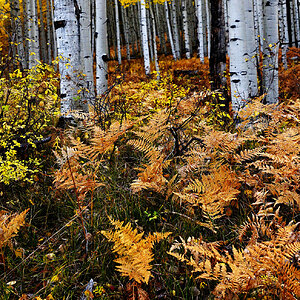 Aspen Ground Cover