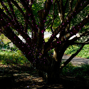 Purple Lights in the Trees.jpeg