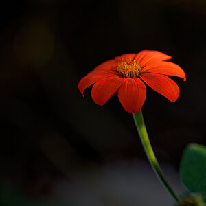 Orange Flower Emerging From the Shadows.jpeg