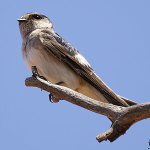 LiL Raptor Day 25-10-2021 (485).JPG