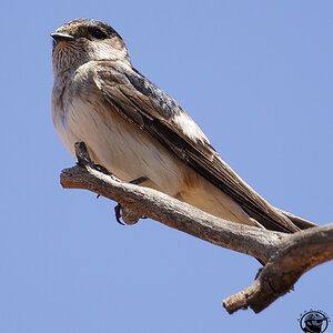 LiL Raptor Day 25-10-2021 (487).JPG