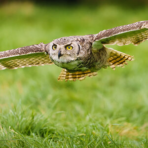 Great Horned Eagle Owl.jpg