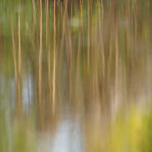 tree-reflections.jpg