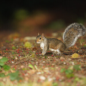 grey-squirrel.jpg