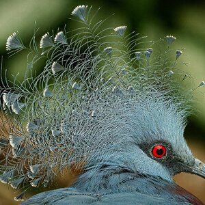 21S01370 victoria crowned pigeon.jpg