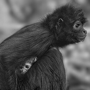 21S01331 colombian black spider monkey mono 1.jpg
