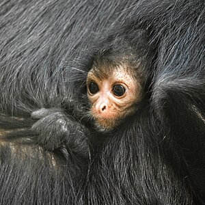 21S01328 colombian black spider monkey mono 2.jpg