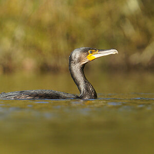 cormorant-4000px.jpg